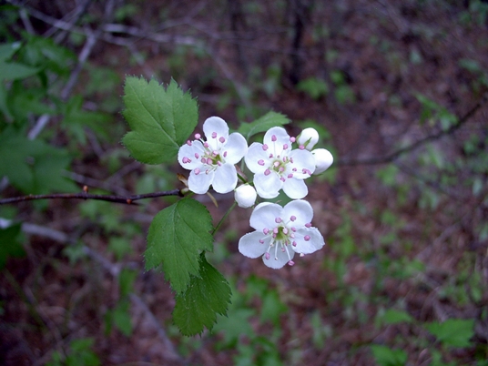 {Crataegus iracunda}